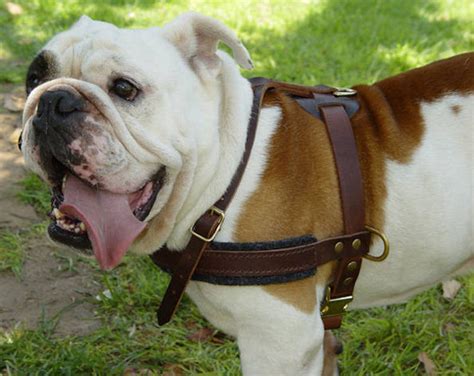 Frenchie reversible dog harnesses, are designed for the best comfortable fit for french bulldogs pugs boston terrier. Get now Training Tracking Leather Dog Harness for English ...