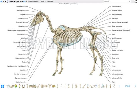 Coxal Anatomy - Anatomy Drawing Diagram