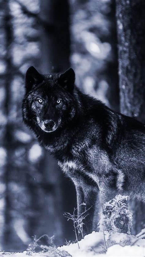 Find the best indian and wolf wallpaper images on getwallpapers. Black Wolf wallpaper by __KIKO__ - 58 - Free on ZEDGE™