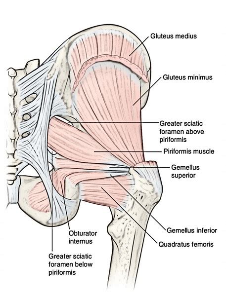 Muscles Of The Gluteal Region Earth S Lab
