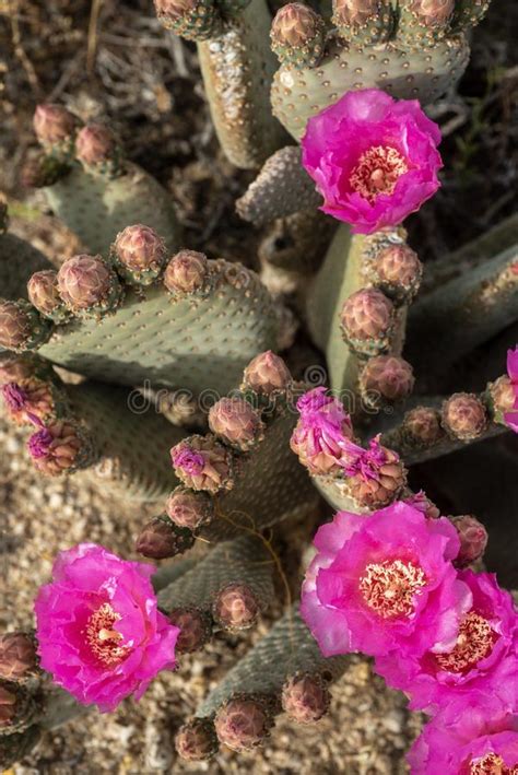 Pink Cactus Flowers Bloom In Desert Landscape Sierra Nevada Mountains