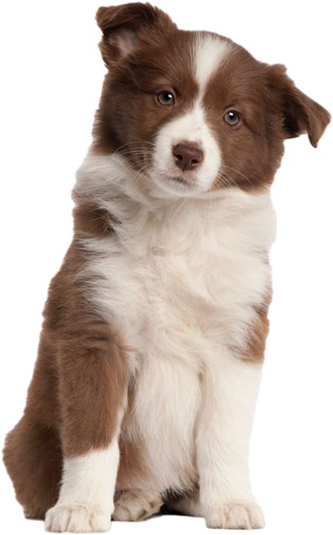 Png Puppy Dog Transparent Puppy Dog Png Images Pluspn