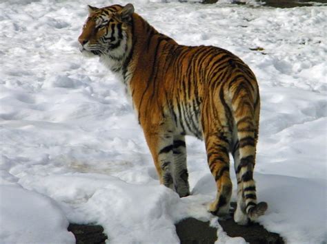 Tiger At The Detroit Zoo Amur Tigers Like The Snow Flickr