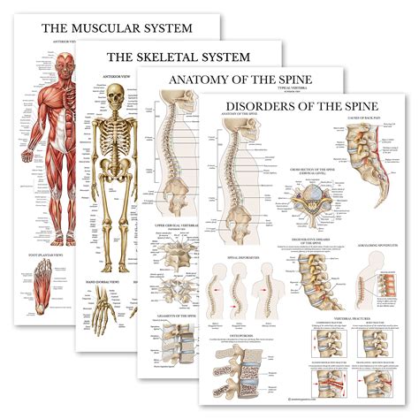 Buy 4 Pack Anatomical Set Laminated Muscular Skeletal Anatomy