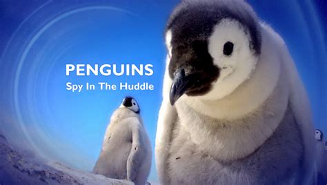 Penguins Spy In The Huddle A Nature Special Presentation Ket