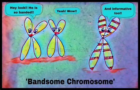 Chromosome Banding The Biotech Notes
