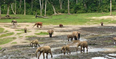African Safari Destinations Dzanga Sangha Special Reserve