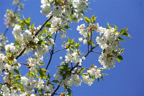 White Cherry Fruit Tree