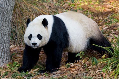 Giant Panda Animals Interesting Facts And Pictures
