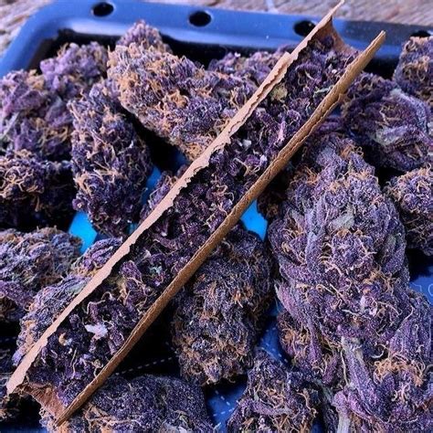 Purple Kush Weed