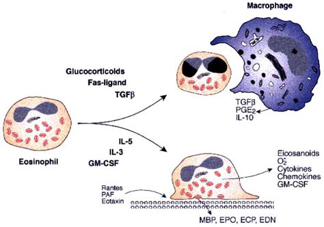“theirs But To Do And Die” Eosinophil Longevity In Asthma Journal