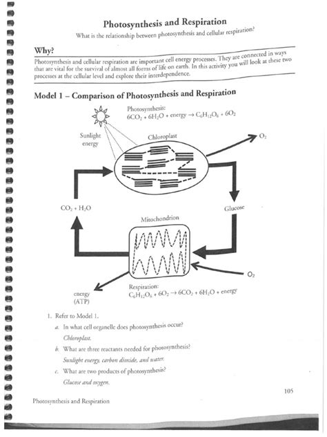 Answer the following to the best of your ability. Cellular Respiration Worksheet Answer Key Pogil | Kids Activities