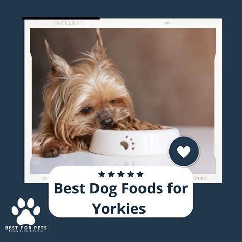 The 10 Best Dog Foods For Yorkies 2024