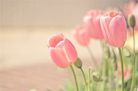 57 Pink Tulips Wallpaper Wallpapersafari