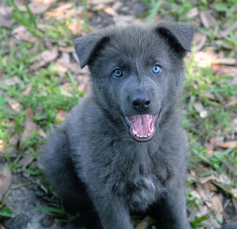 Bestof You Great Blue Bay Shepherd Puppies In The Year 2023 The