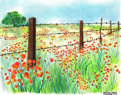 Field Of Poppies Drawing By Sharon Blanchard Fine Art America