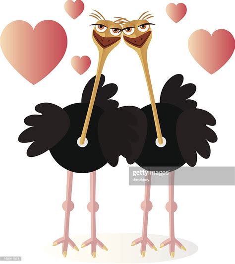 Ostrich Love High Res Vector Graphic Getty Images