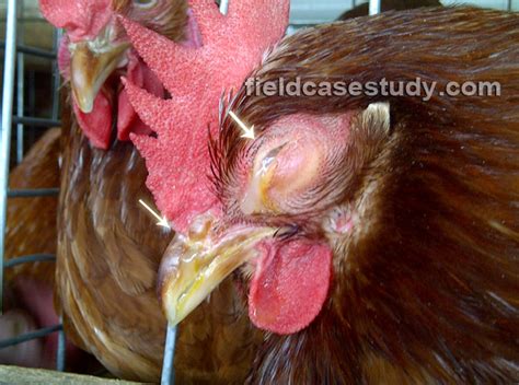 Bird flu illness in people can range from mild to severe. Infectious coryza in Chickens