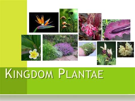 Kingdom Plantae Ppt Riset
