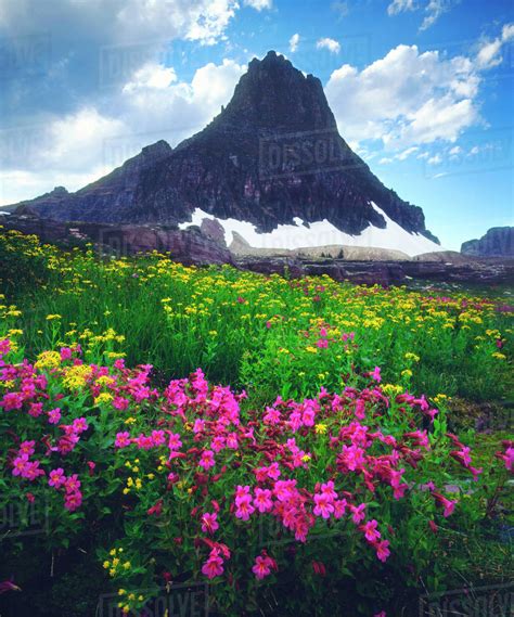 Usa Montana Glacier National Park Wildflowers In Summer Stock