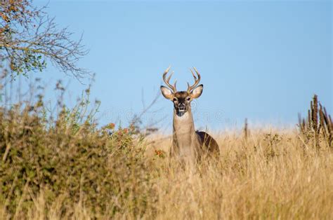 White Tailed Deer Buck Texas Hill Country Stock Image Image Of