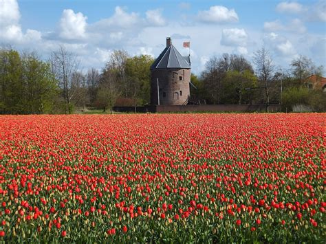 Olanda este un amestec imbietor de traditie, sub forma morilor de vant si a lalelelor si ritmul rapid al vietii europene moderne. Haarlem tra musei, cortili nascosti e mulini a vento ...