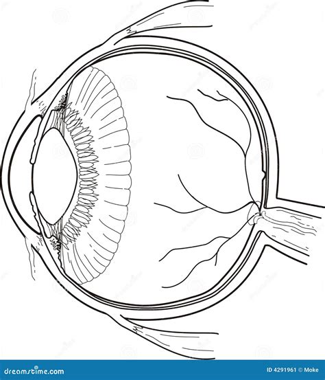 Anatomy Of Eye Stock Vector Illustration Of Posterior 4291961