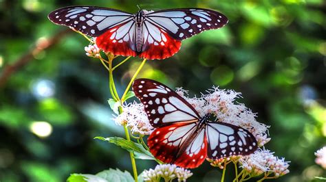 Butterfly Hd Wallpaper Background Image 1920x1080