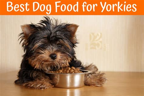 With our best small breed puppy food review, we have a whole host of valuable information for you to help you care for and feed your puppy with the best puppy foods. Best Dog Food for Yorkies - Make Best Diet for Puppy ...