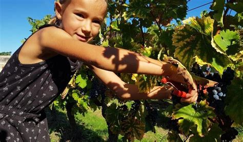 Saumur La F Te Des Vendanges Au Ch Teau De Saumur En Images Saumur