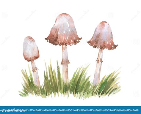 Watercolor Illustration Isolated Images Three Mushrooms Edible Stock