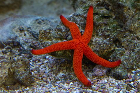 Starfish Underwater Star · Free Photo On Pixabay