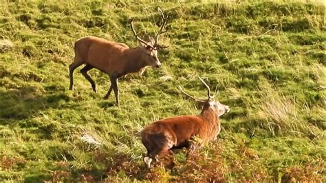 Red Deer Rut 2022 👀 Fight To Be The Top Stag Youtube