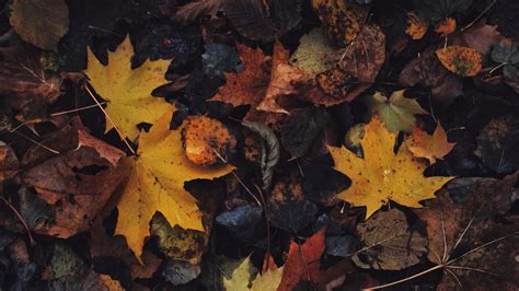 Download Wallpaper 1920x1080 Leaves Maple Leaf Autumn Full Hd Hdtv