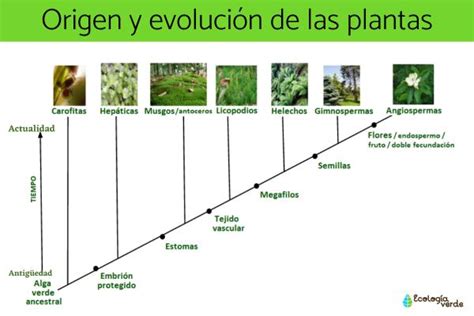 Origen Y EvoluciÓn De Las Plantas Resumen Y Línea Del Tiempo