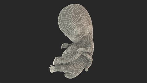 Human Embryo 8 Weeks 3d Model Turbosquid 1661247