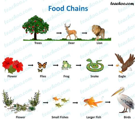 General diagram shapes with a typical basic shape, and. Food Chain and Food Web - Meaning, Diagrams, Examples ...