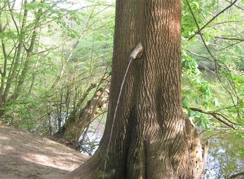 Pinkelbaum Peeing Tree Frankfurt Am Main Germany Atlas Obscura