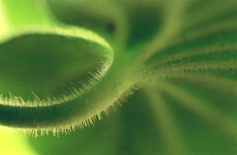 Shallow Focus Photography Of Green Leaf Plant Tiny Hd Wallpaper