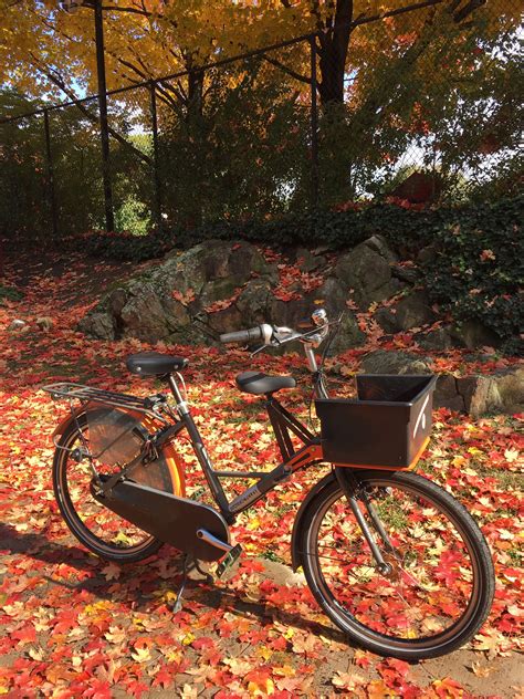 Bike Snob Nyc On Twitter Foliage