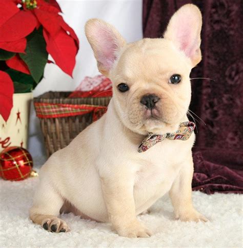 57 French Bulldog Rescue Adopt Image Bleumoonproductions