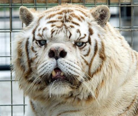 In 2000, kenny the tiger was rescued by the turpentine creek wildlife reserve in eureka springs, arkansas. Meet Kenny, The Inbred White Tiger With Down Syndrome