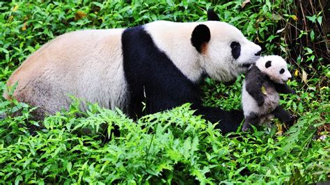 Giant Pandas Photos National Geographic Channel International