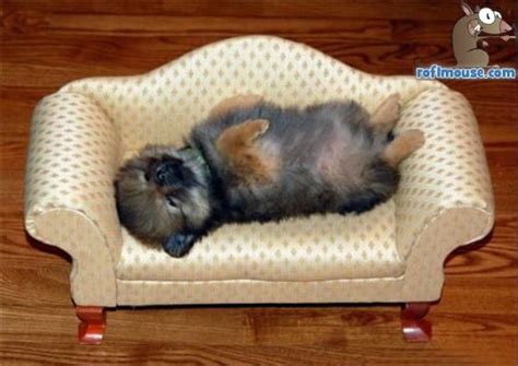Funny Puppy Sleeping Images Funny Animal