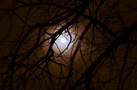 Luce Della Luna Completa Scura Nella Foresta Immagine Stock Immagine