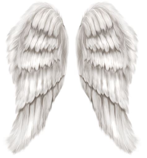 Cherub Wing Angel White Angel Wings Transparent Png Clip Art Image