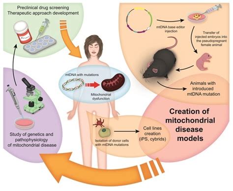 biomedicines free full text creation of mitochondrial disease models using mitochondrial dna