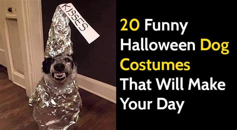20 Funny Halloween Dog Costumes That Made Me Smile Bouncy Mustard