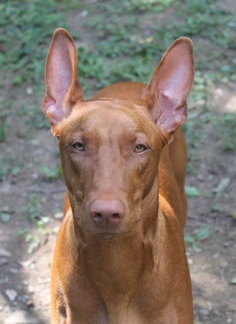 Complete Guide To The Pharaoh Hound Dog Breed By Someone Who Actually