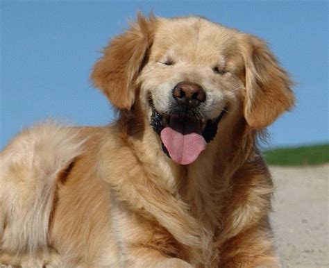 Smiley Dog Born Without Eyes Serves As Inspiration Cbs News